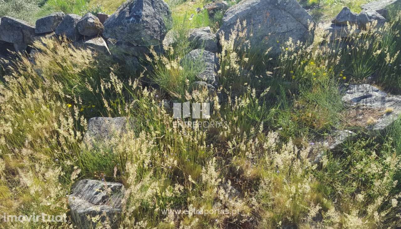 Venda de Terreno c/ 13700 m2, Tarouquela, Cinfães - Grande imagem: 2/32