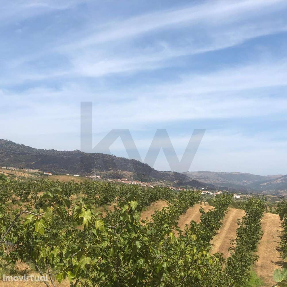 Quinta Agrícola em produção de Figos - Grande imagem: 2/14