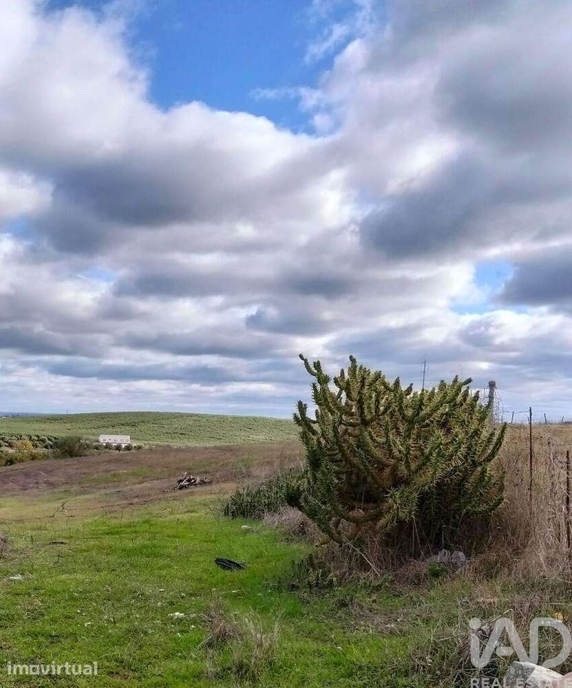 Terreno Agrícola em Baleizão - Grande imagem: 3/3