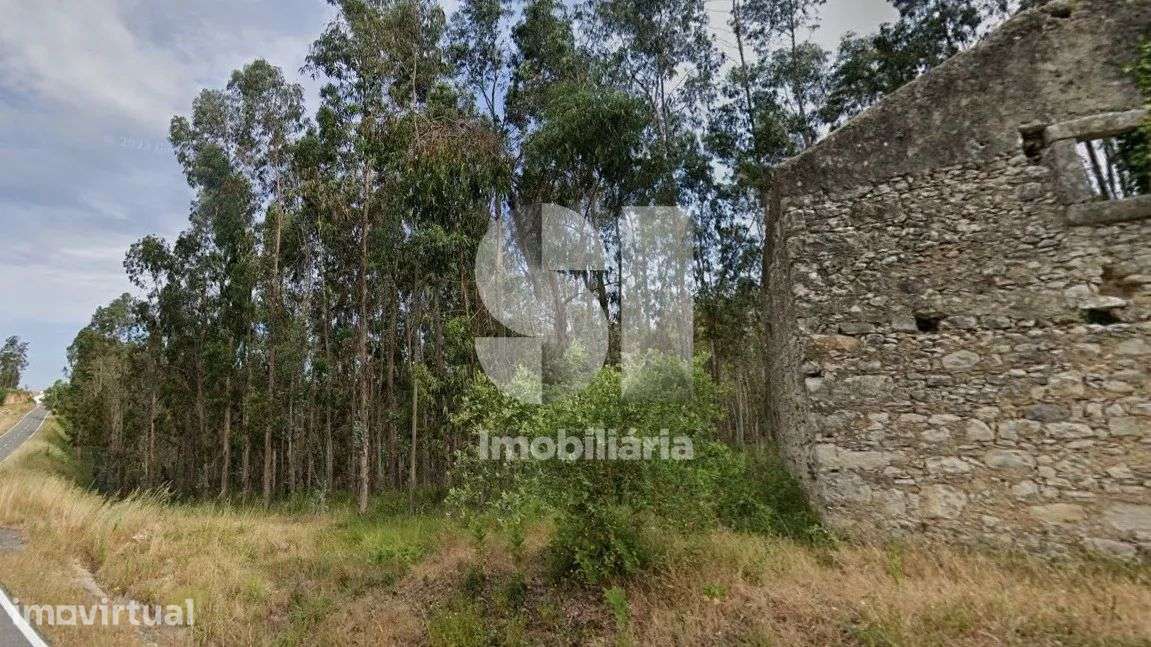 Terreno rústico em Cantanhede - Grande imagem: 3/4
