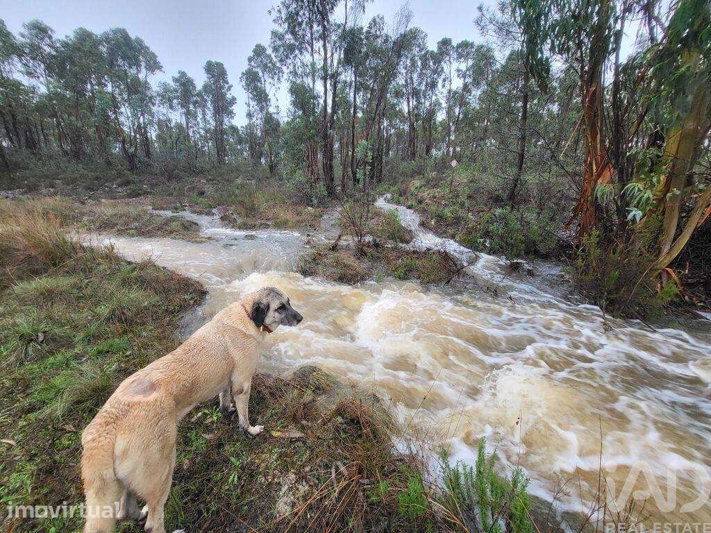 Terreno Agrícola em Ninho do Açor e Sobral do Campo - Grande imagem: 2/30