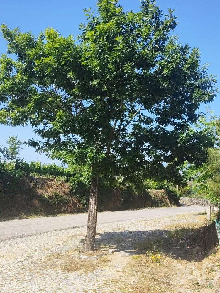 Terreno para construção em Madalena e Samaiões de 514,00 m2 - Grande imagem: 5/5