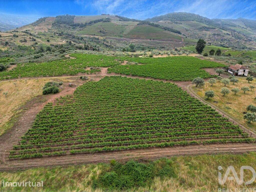 Quinta em Vila Flor e Nabo de 216 m2 - Grande imagem: 3/30