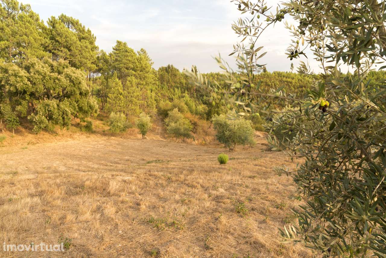 1.400 m² com potencial construtivo | Sertã – EN2 - Grande imagem: 3/24