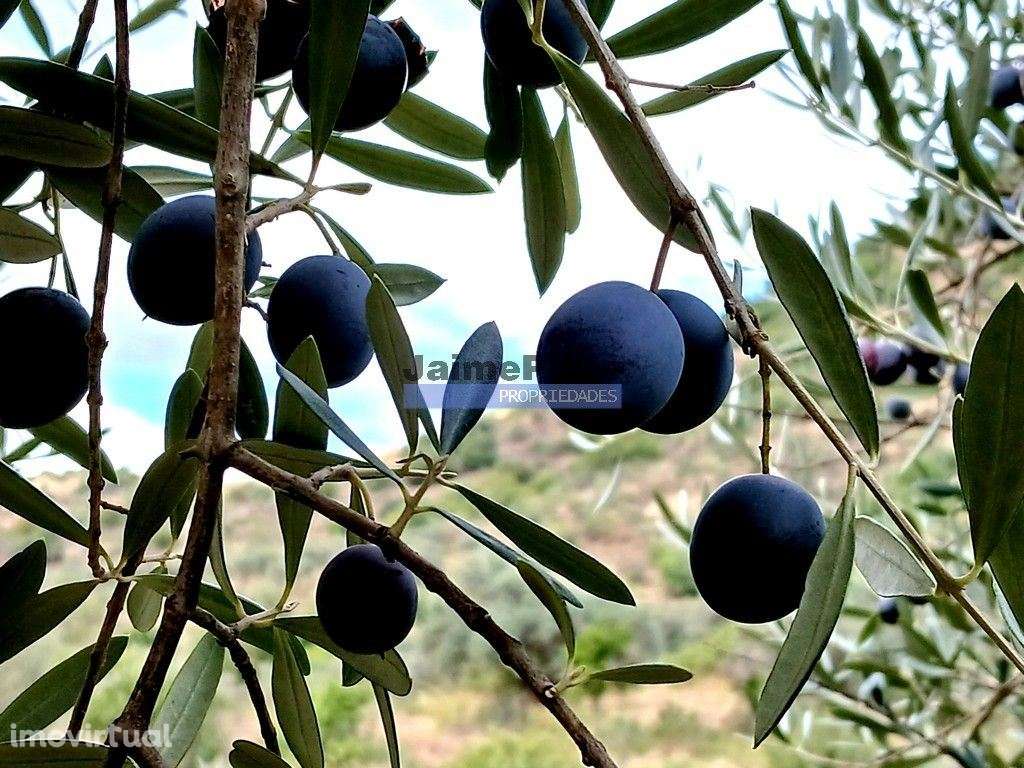 150.000m2 com Olival, em Barca DAlva. Portugal, Douro Superior, Bar... - Grande imagem: 2/9