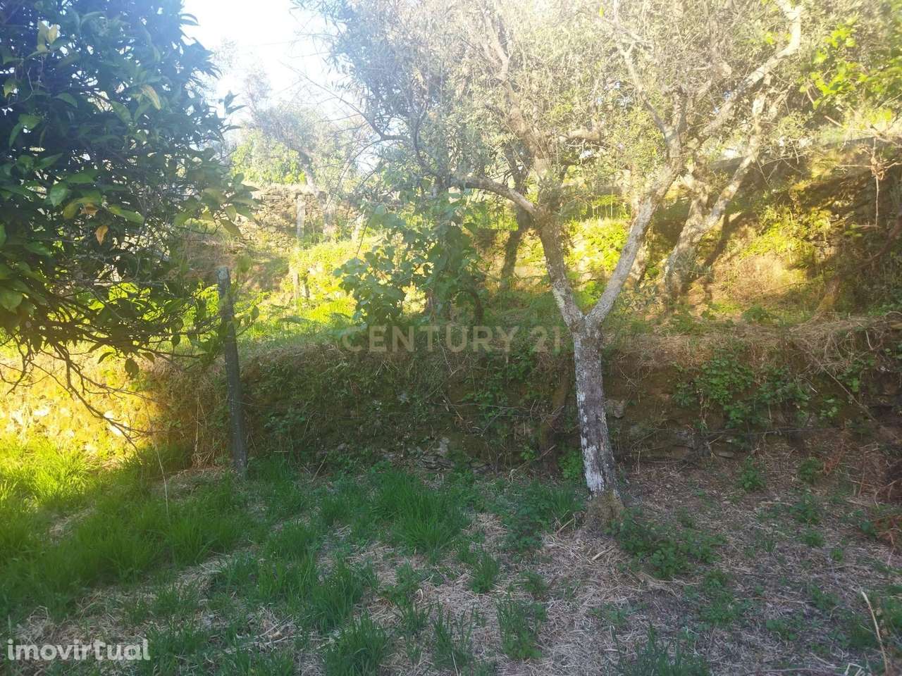 Terreno rústico | São Vicente da Beira, Castelo Branco - Grande imagem: 4/15