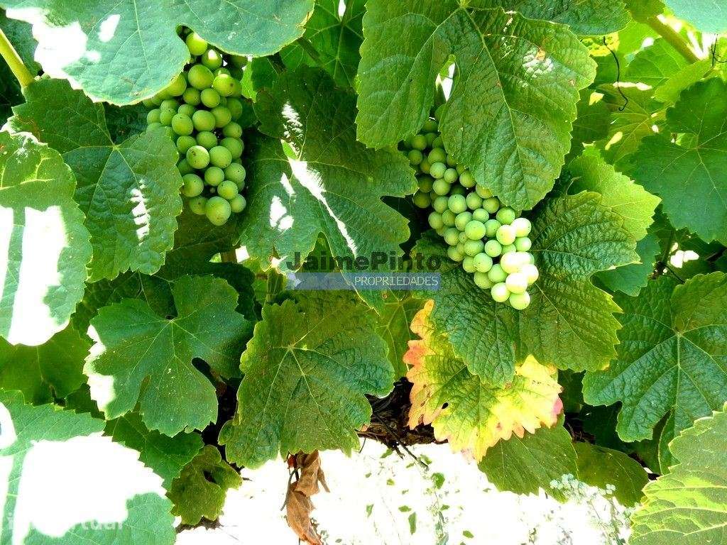 QUINTA 260.000m2 com VINHA. Douro Superior. Portugal, Vila Nova Foz... - Grande imagem: 2/8