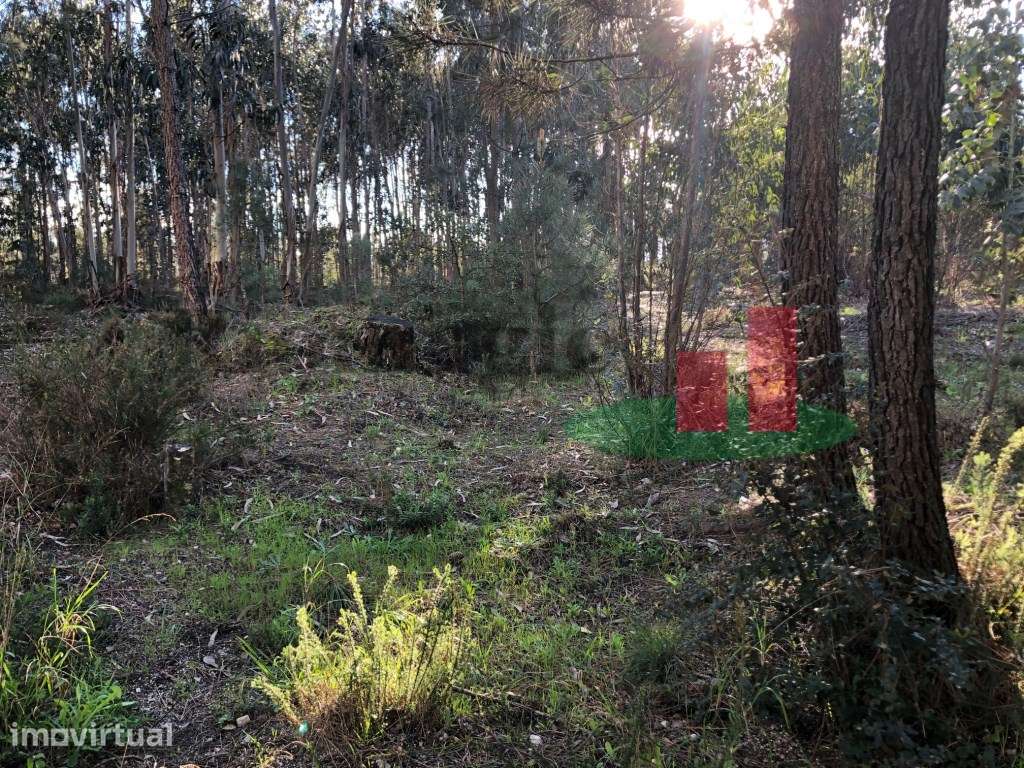 Terrenos com Viabilidade Construtiva em Asseiceira - Rio Maior***RI... - Grande imagem: 4/6
