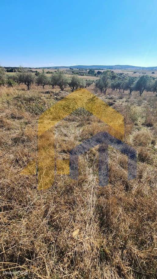 Quintinha  Venda em Santo Aleixo,Monforte - Grande imagem: 3/5