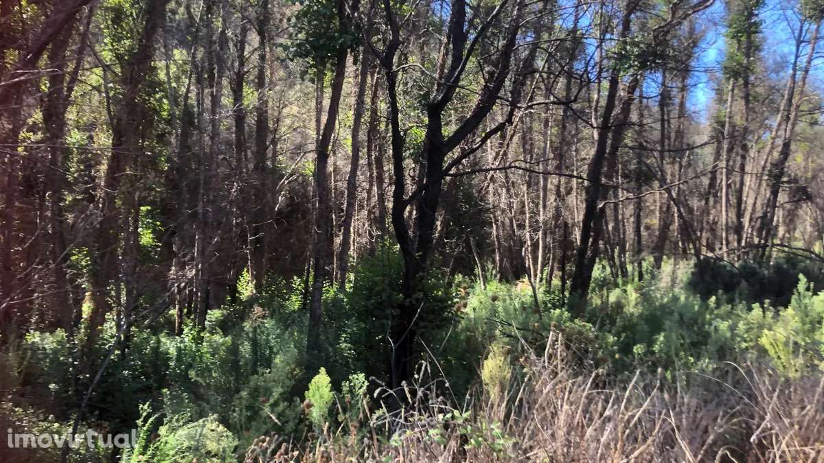 Quintinha Azia - Grande imagem: 5/6