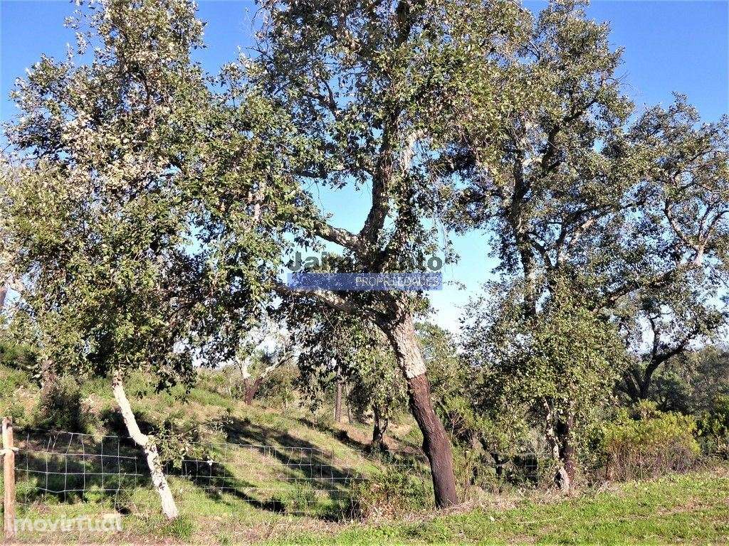 170HA com cortiça e casa na Serra do Caldeirão. Portugal. Alentejo,... - Grande imagem: 2/9