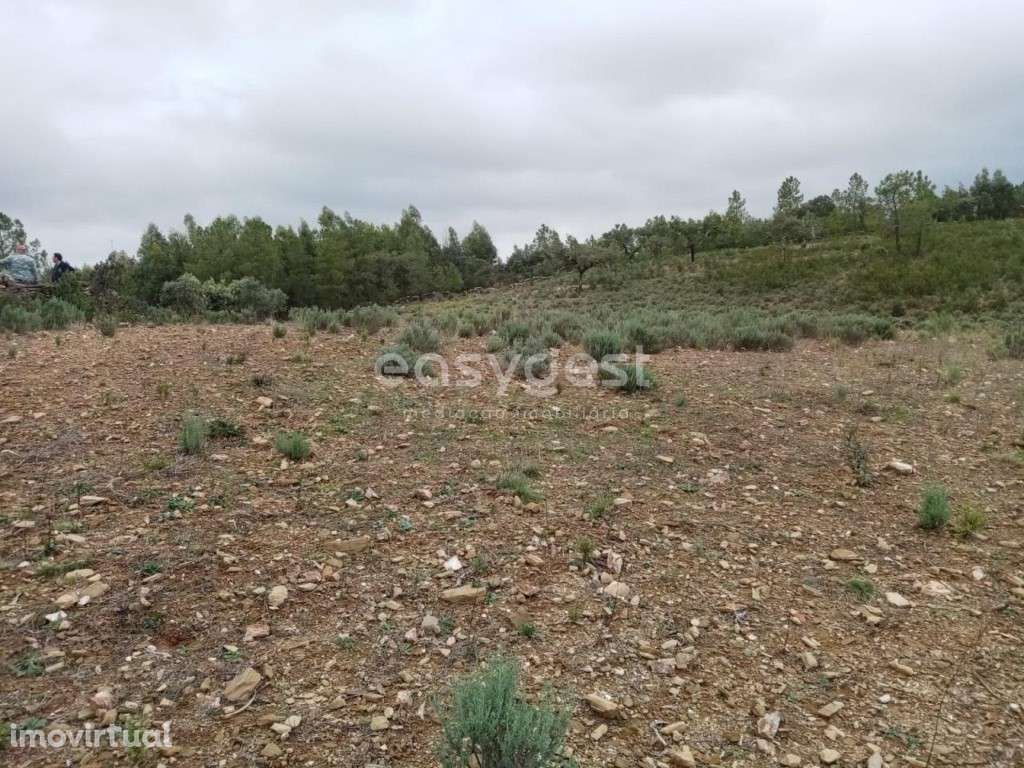 Excelente Terreno rústico na Localidade de Benquerencas, em C.Branco - Grande imagem: 4/13