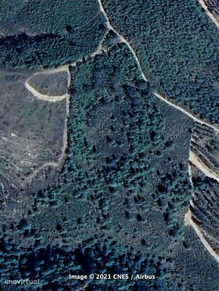Terreno florestal de 3,7 ha :  Perais - Vila Velha de Rodão - Grande imagem: 2/4