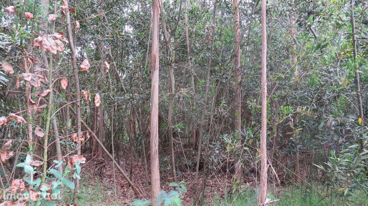 Terreno  para venda - Grande imagem: 2/6