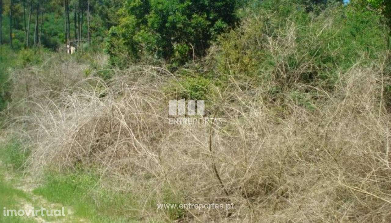 Venda Terreno, junto à estrada, Santa Cruz do Douro, Baião - Grande imagem: 3/8