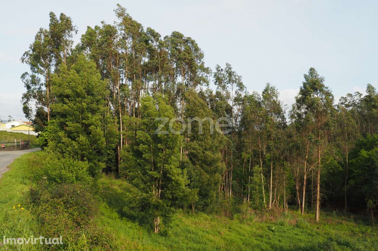 Terreno para Construção em Altura | Valongo do Vouga | Águeda - Grande imagem: 5/15