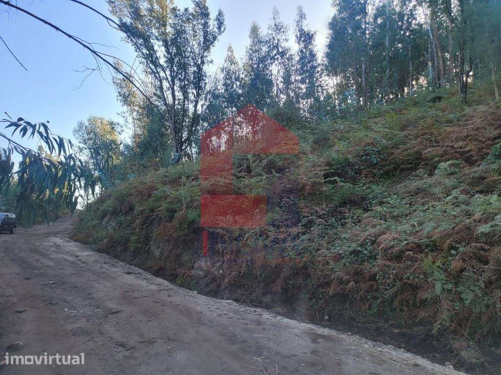 Terreno florestal, Santiago Carreiras - Grande imagem: 5/5