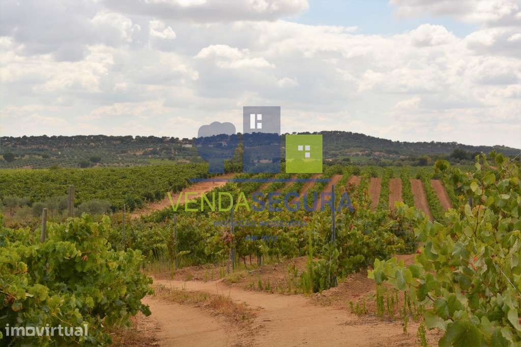 Herdade Mista de 7,795 ha | Vila de Frades - Grande imagem: 3/4