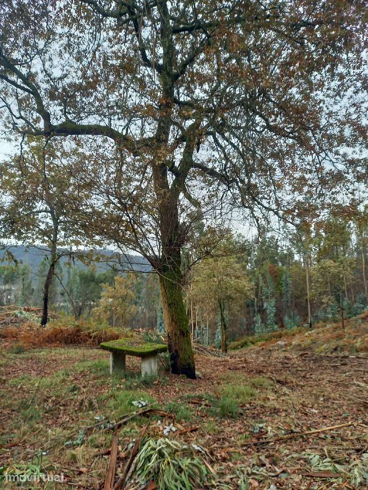 Terreno florestal com área de 41.571m2 - Grande imagem: 3/3