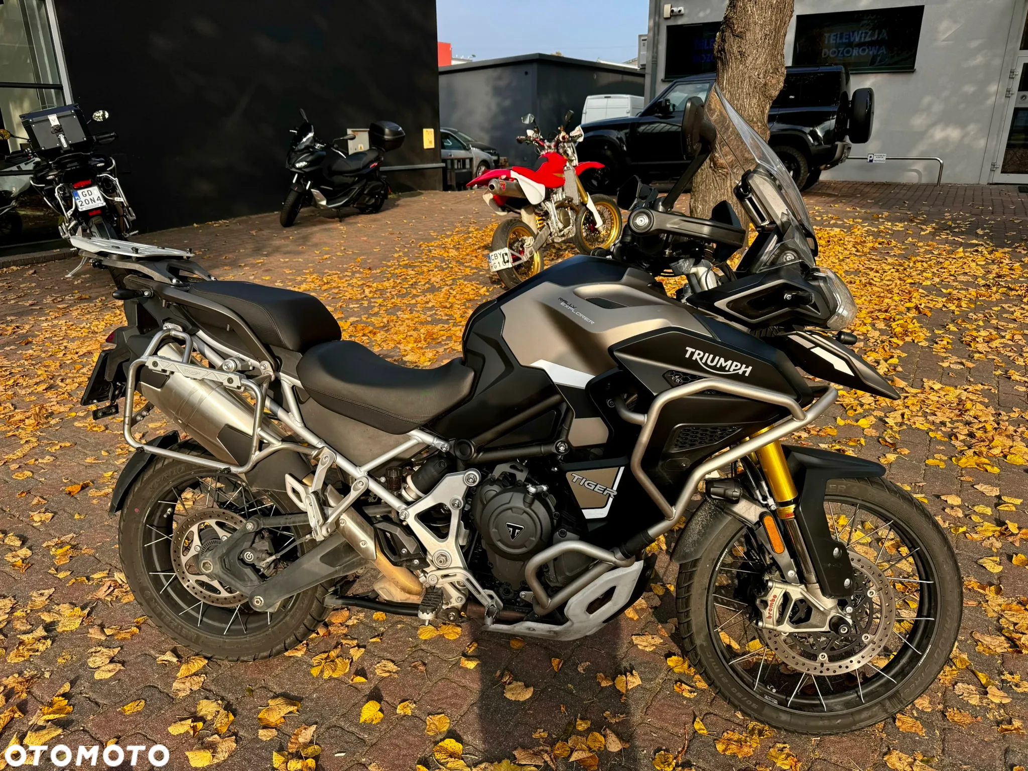 Triumph Tiger - 6