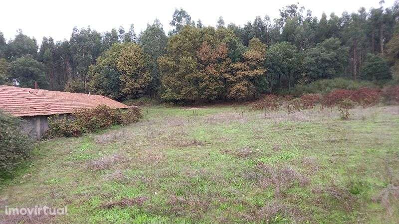 Terreno com 2 aviários - Grande imagem: 2/9