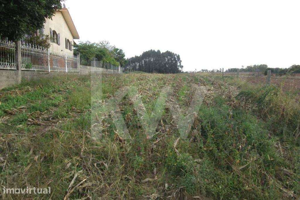 Terreno situado na Quinta do Síndico, no lugar da Costa do Valado - Grande imagem: 2/10