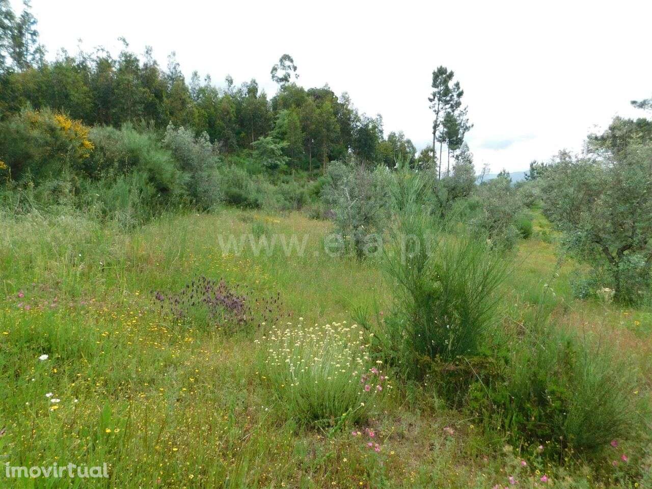 Quinta / Seia, Carragozela e Várzea de Meruge - Grande imagem: 4/10