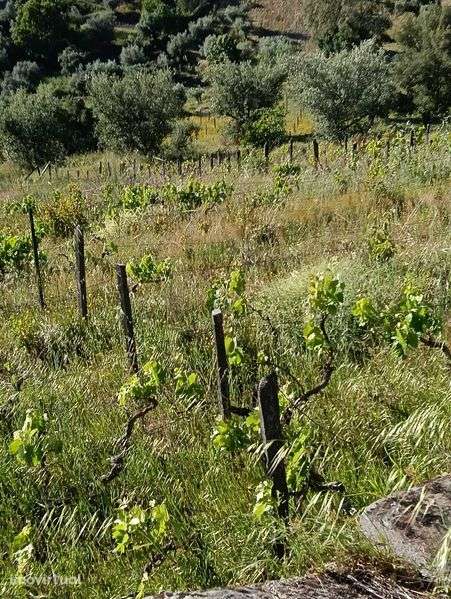 Moradia V3 - 3 Pisos - +3ha de terreno - Douro Vinhateiro - Grande imagem: 2/6