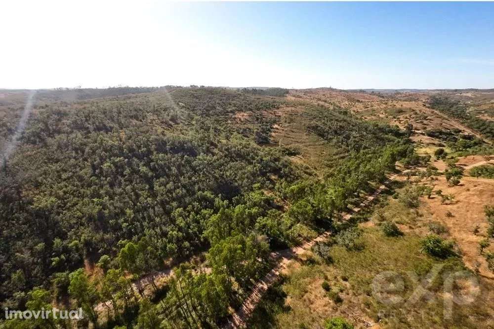 Excecional Herdade de 65 hectares no Alentejo com potencial de desenvo - Grande imagem: 5/48