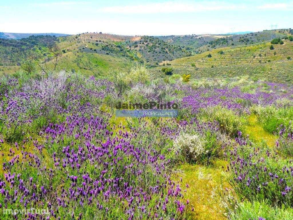 78.000m2 Terreno para Plantações e para construção Casa de Campo. P... - Grande imagem: 2/9