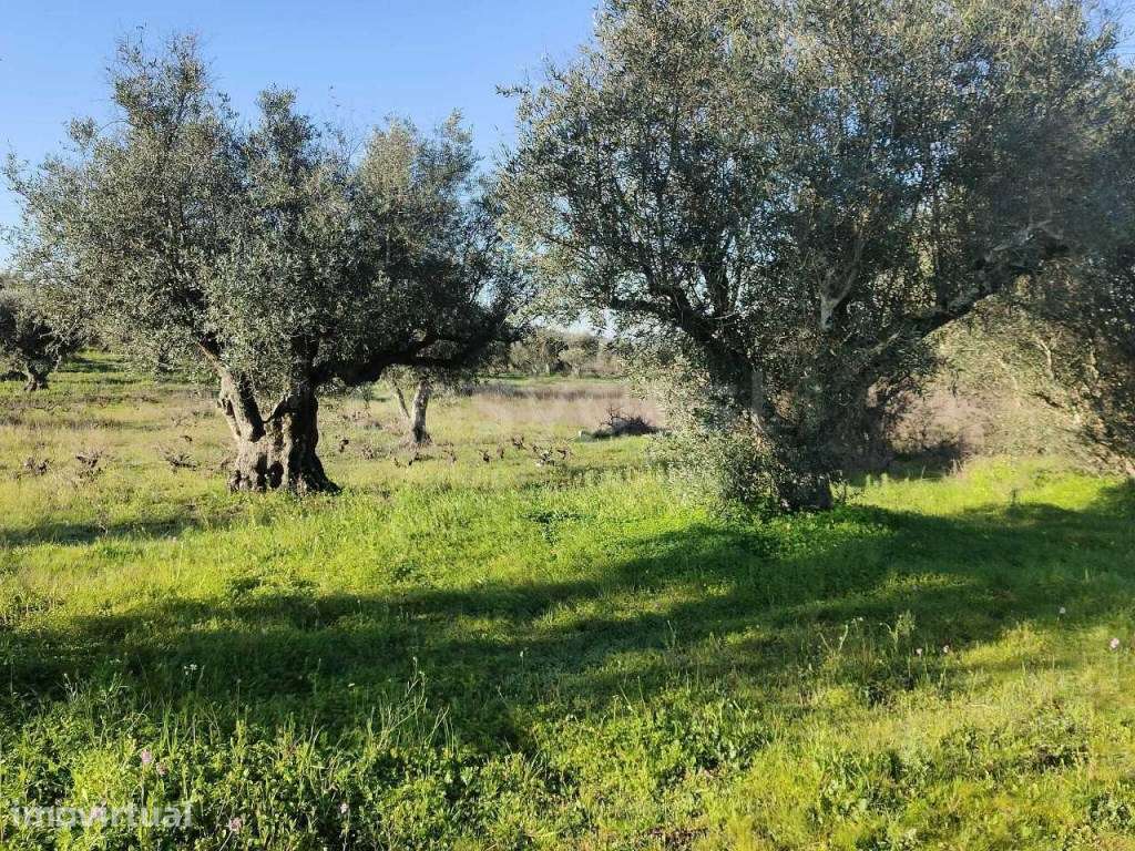 Terreno Rústico com 4750m2 localizado na freguesia de Vila Alva