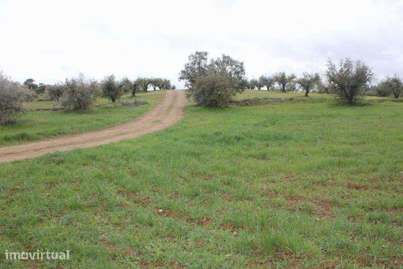 Lote de Terreno com 4500 m2 junto ao Alqueva - Grande imagem: 2/21