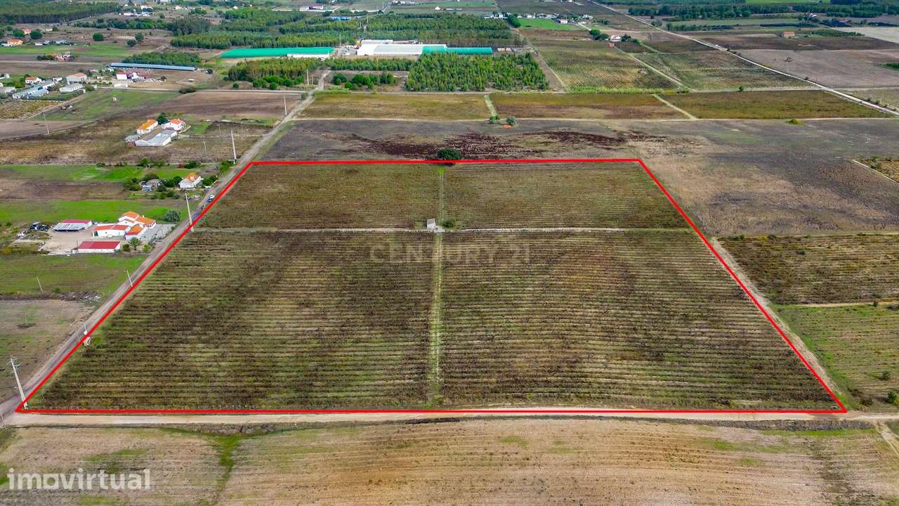 Vinha com 6 Hectares  em Pegôes - Grande imagem: 2/26