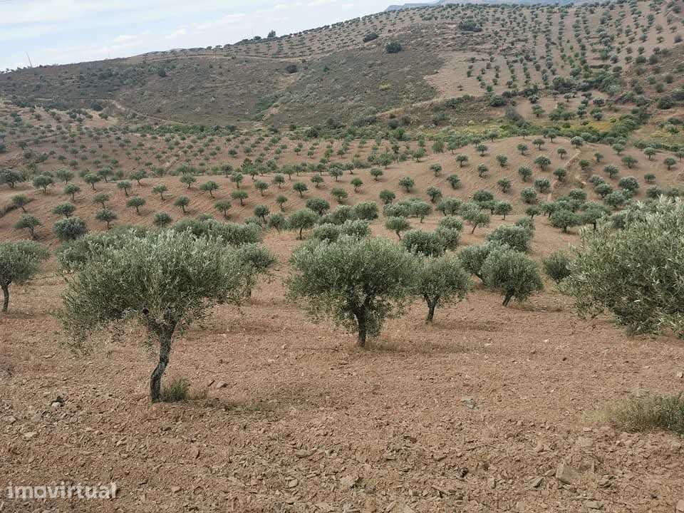 Quinta no Douro Superior, VALE D´ANELHA-Comércio de Azeite Biológico - Grande imagem: 3/9