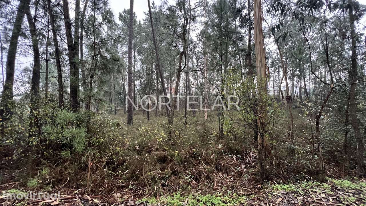 Terreno Rústico com 4.200 m² – Covelas, Trofa - Grande imagem: 5/8