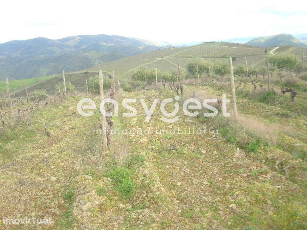 Excelente terreno agrícola em Vila nova de Foz Côa - Grande imagem: 4/12