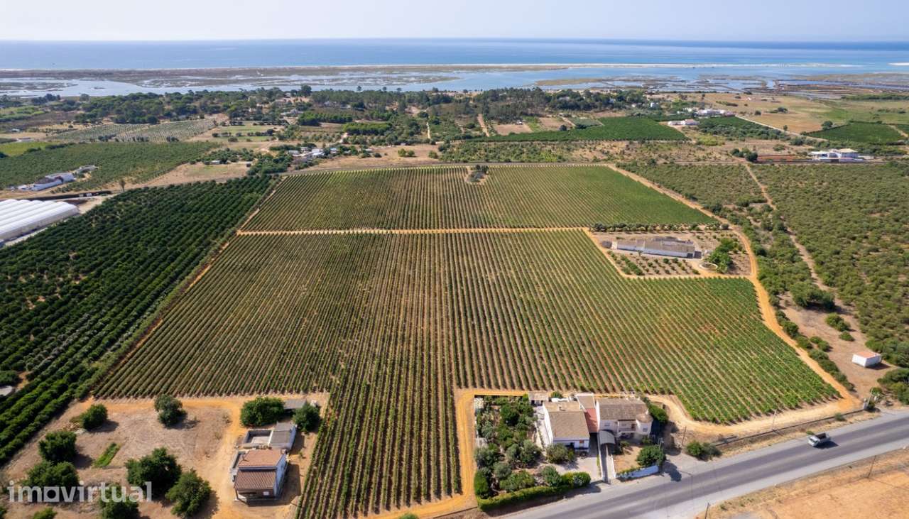 Espetacular Quinta vinícola, à venda em Tavira, Algarve - Grande imagem: 5/6