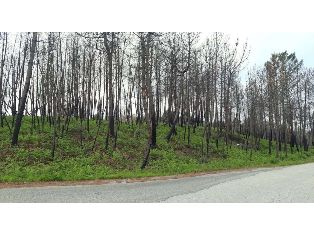 Terreno para venda em Mões - Castro Daire - Grande imagem: 3/24