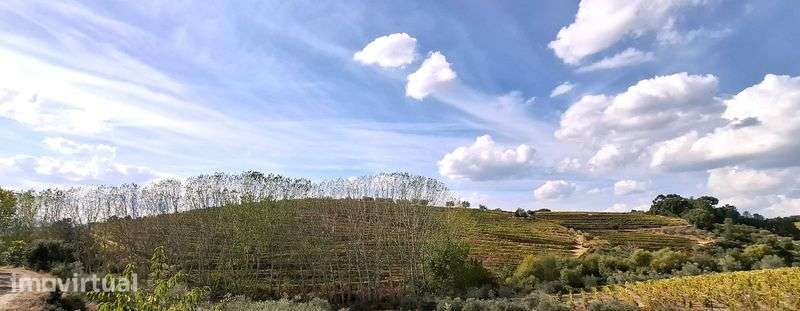 Terreno com vinha - Favaios / Douro - Grande imagem: 3/10