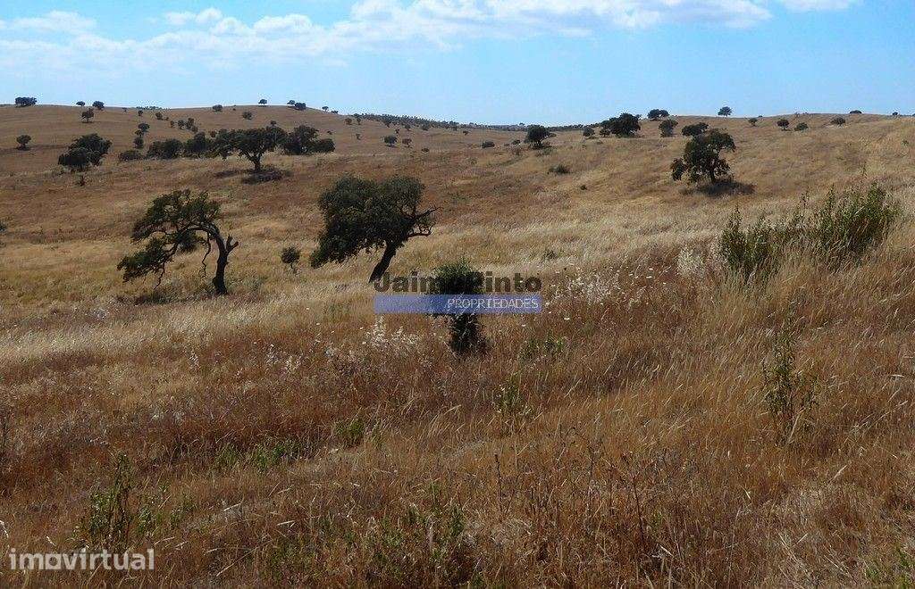 Herdade 162,5ha no Alentejo. Portugal, Beja, Almodôvar - Grande imagem: 3/9