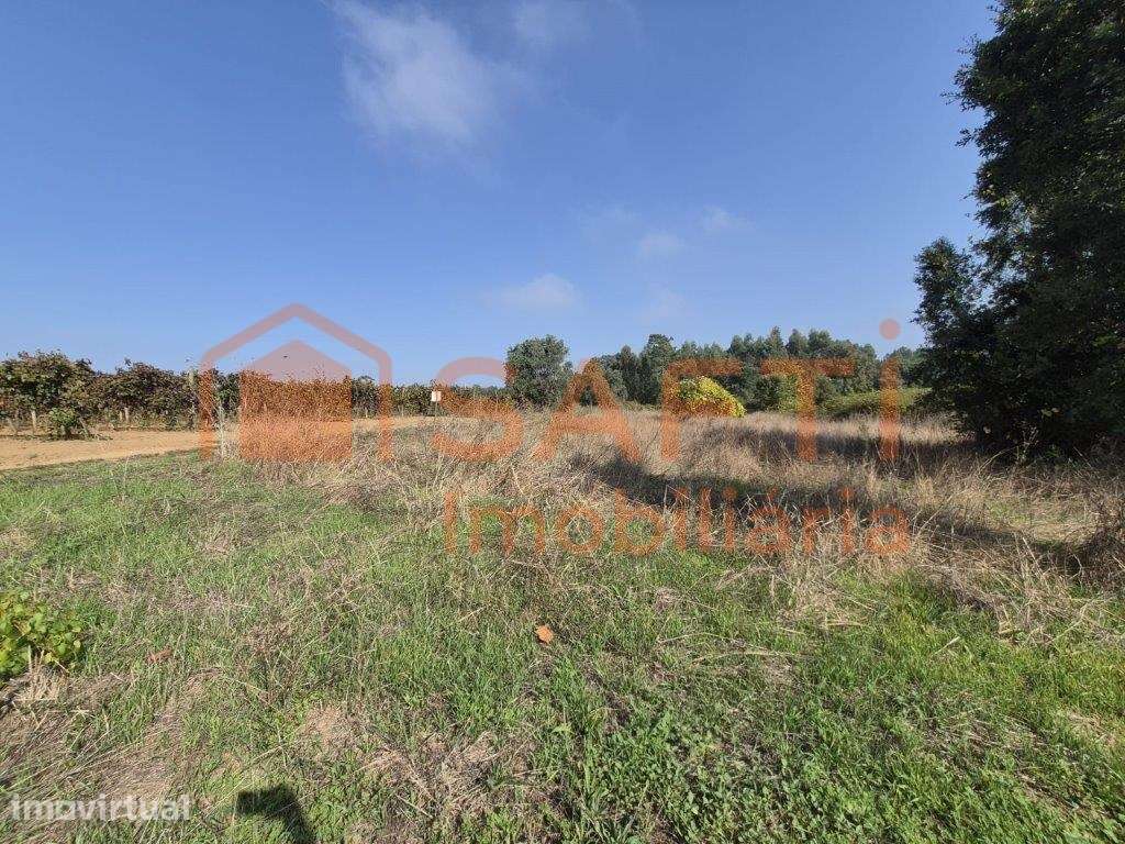 Terreno agrícola com forte potencial vitivinícola e com 5870 m2 em ... - Grande imagem: 5/12