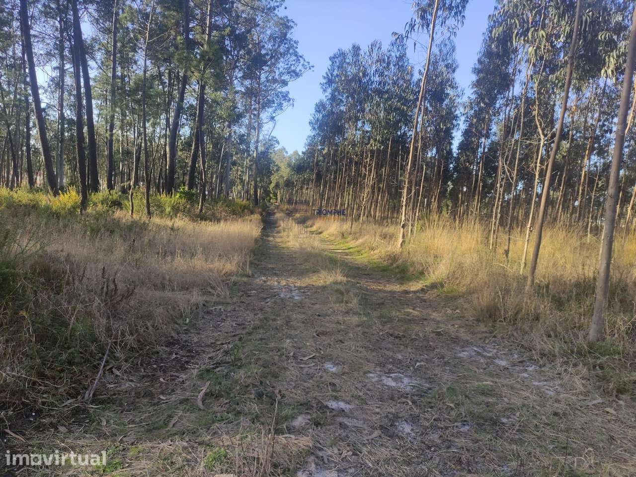Terreno Rústico com cerca de 4.700 m2 Fonte Santa, Marinha Grande - Grande imagem: 4/25