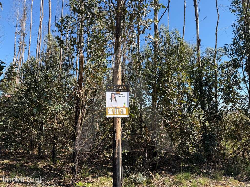 Terreno Rústico em Assilhó - Albergaria-a-Velha - Grande imagem: 2/16