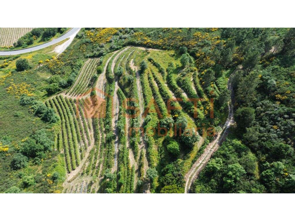 Propriedade Rural com cerca de 6 hectares com pequena residência de... - Grande imagem: 2/59