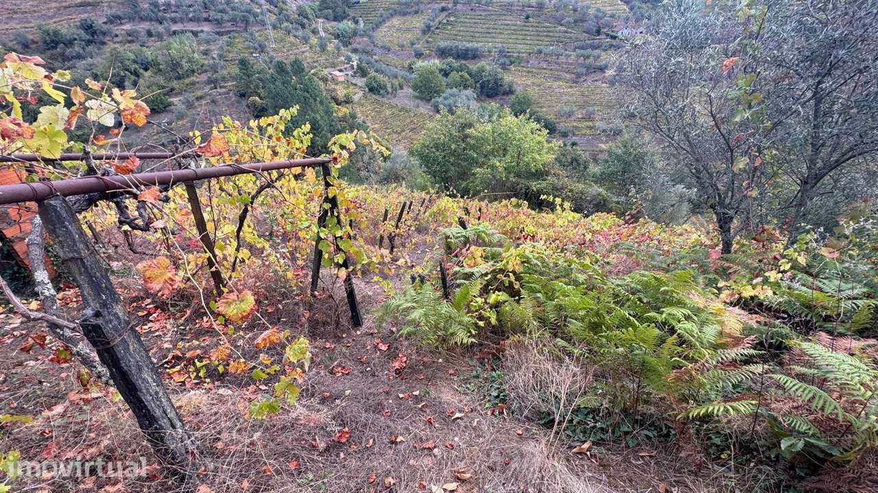 Quinta em Sedielos, Peso da Régua - Grande imagem: 2/15