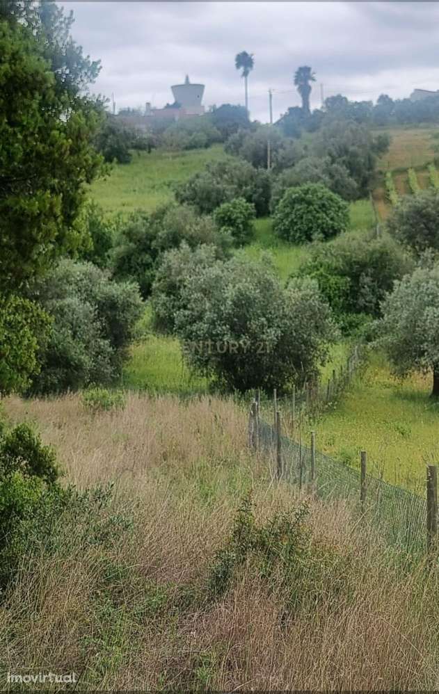 Terreno Urbano à Venda – Brogueira, Torres Novas - Grande imagem: 3/7