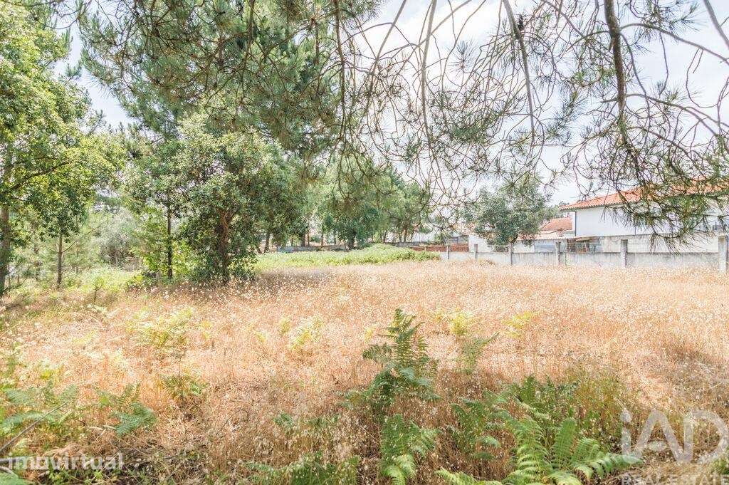 Terreno Agrícola em Marinha Grande - Grande imagem: 2/5