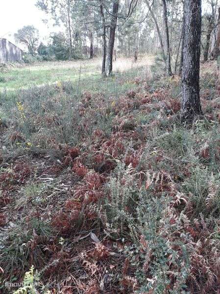 Terreno em S. Romão de Neiva - Grande imagem: 3/3