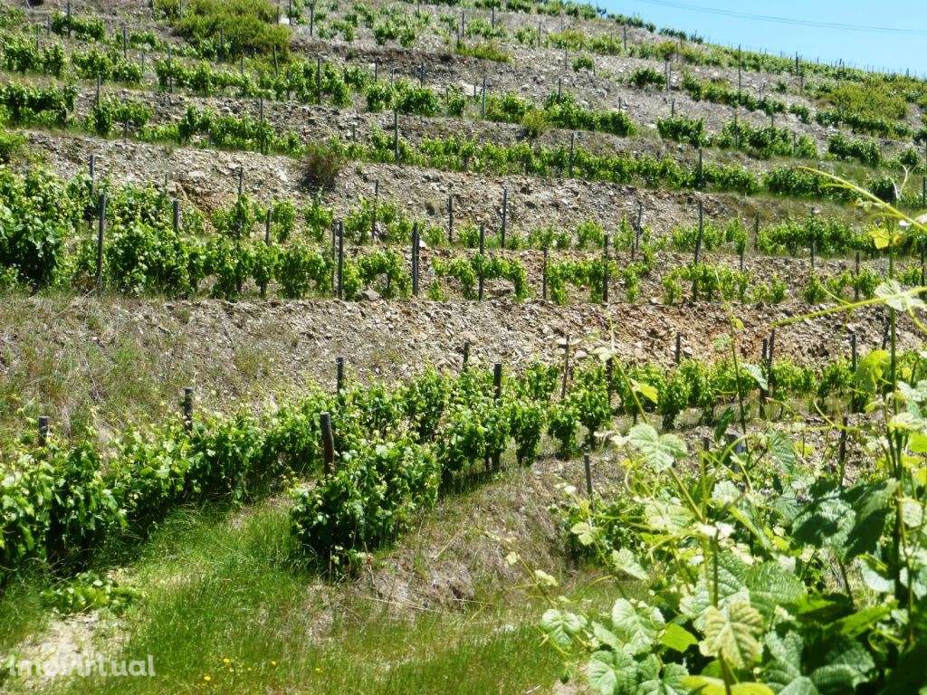 Quinta de Vinho do Porto e Doc. Portugal, Douro, Pinhão. - Grande imagem: 4/9