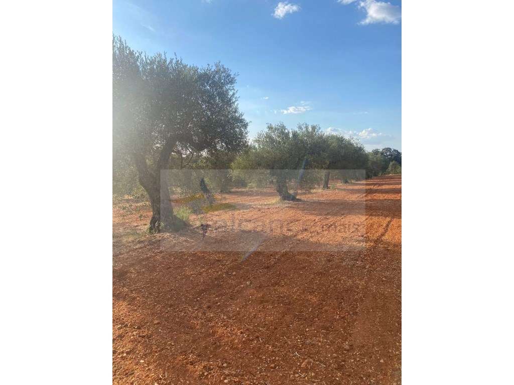 Quintinha Agricola em Vila Nova de São Bento - Grande imagem: 2/24